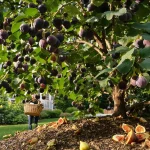 Frelons asiatiques : attention à cet arbre fruitier qui les attire massivement, voici pourquoi