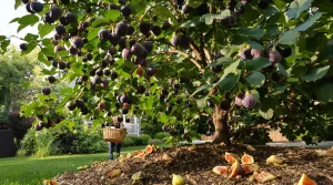 Frelons asiatiques : attention à cet arbre fruitier qui les attire massivement, voici pourquoi