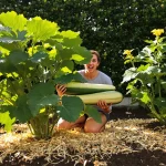 L’emplacement des courgettes change tout entre des plants qui stagnent et des récoltes abondantes