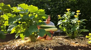 L’emplacement des courgettes change tout entre des plants qui stagnent et des récoltes abondantes