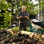 Les pies ruinent votre jardin ? 5 solutions efficaces pour les faire fuir durablement