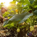 Où planter ses pieds de courgettes au jardin ? L’emplacement qui fait vraiment la différence